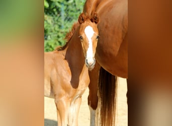 Hanoverian, Mare, , 16,1 hh, Chestnut-Red