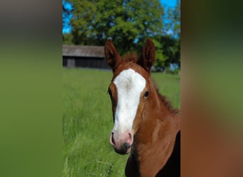 Hanoverian, Mare, , 16,1 hh, Chestnut-Red