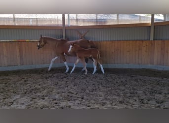 Hanoverian, Mare, , 16,1 hh, Chestnut-Red