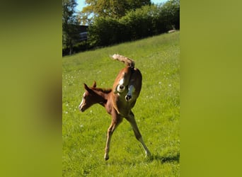Hanoverian, Mare, , 16,1 hh, Chestnut-Red