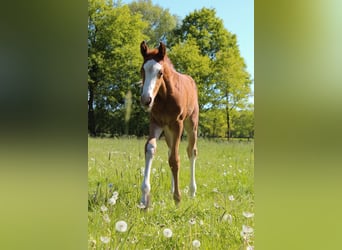 Hanoverian, Mare, , 16,1 hh, Chestnut-Red