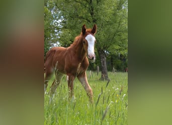 Hanoverian, Mare, , 16,1 hh, Chestnut-Red