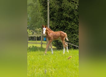 Hanoverian, Mare, , 16,1 hh, Chestnut-Red