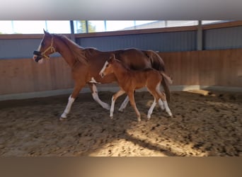 Hanoverian, Mare, , 16,1 hh, Chestnut-Red