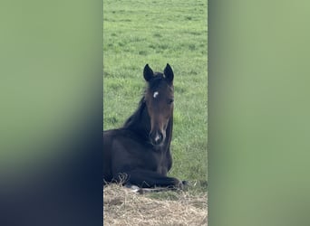 Hanoverian, Mare, Foal (04/2025), 16,2 hh, Bay-Dark
