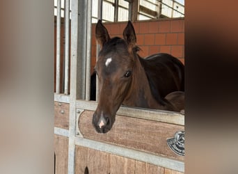 Hanoverian, Mare, Foal (04/2025), 16,2 hh, Bay-Dark