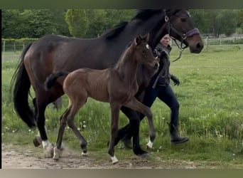 Hanoverian, Mare, Foal (04/2025), 16,2 hh, Bay-Dark