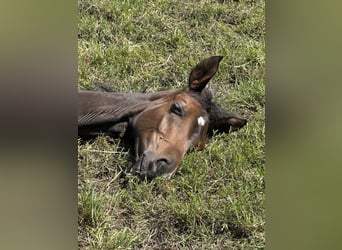Hanoverian, Mare, Foal (04/2025), 16,2 hh, Bay-Dark