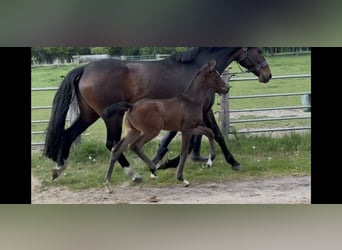Hanoverian, Mare, Foal (04/2025), 16,2 hh, Bay-Dark