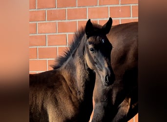 Hanoverian, Mare, Foal (06/2025), 16,2 hh, Bay-Dark