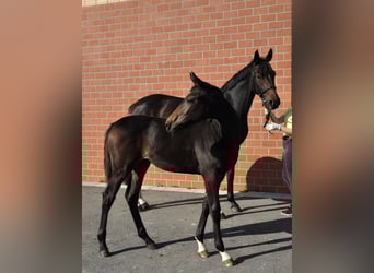 Hanoverian, Mare, Foal (04/2025), 16,2 hh, Bay-Dark