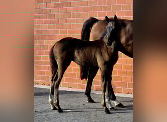 Hanoverian, Mare, Foal (06/2025), 16,2 hh, Bay-Dark