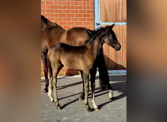Hanoverian, Mare, Foal (06/2025), 16,2 hh, Bay-Dark