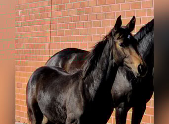 Hanoverian, Mare, Foal (04/2025), 16,2 hh, Bay-Dark