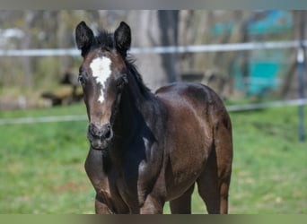 Hanoverian, Mare, Foal (03/2026), 16,2 hh, Bay-Dark