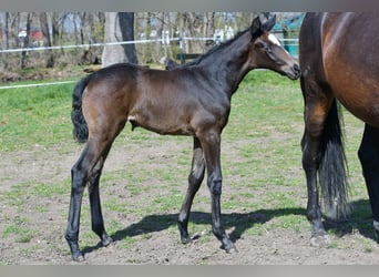 Hanoverian, Mare, Foal (03/2026), 16,2 hh, Bay-Dark