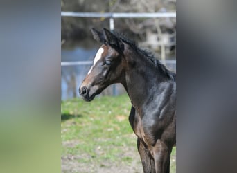 Hanoverian, Mare, Foal (03/2026), 16,2 hh, Bay-Dark