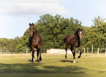 Hanoverian, Mare, , 16,2 hh, Bay-Dark