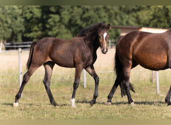 Hanoverian, Mare, , 16,2 hh, Bay-Dark