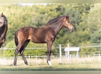 Hanoverian, Mare, , 16,2 hh, Bay-Dark