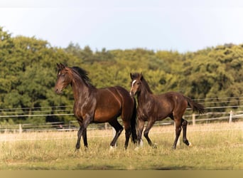 Hanoverian, Mare, , 16,2 hh, Bay-Dark