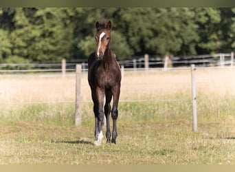 Hanoverian, Mare, , 16,2 hh, Bay-Dark