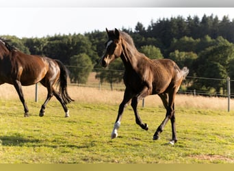 Hanoverian, Mare, , 16,2 hh, Bay-Dark