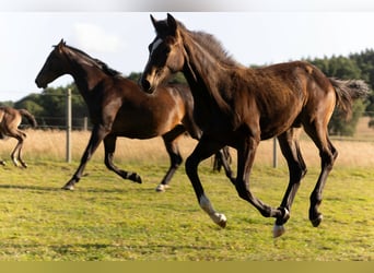 Hanoverian, Mare, , 16,2 hh, Bay-Dark
