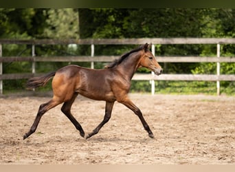 Hanoverian, Mare, Foal (04/2025), 16,2 hh, Bay-Dark