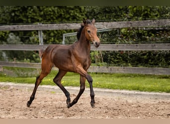 Hanoverian, Mare, Foal (04/2025), 16,2 hh, Bay-Dark