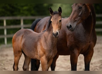 Hanoverian, Mare, Foal (04/2025), 16,2 hh, Bay-Dark