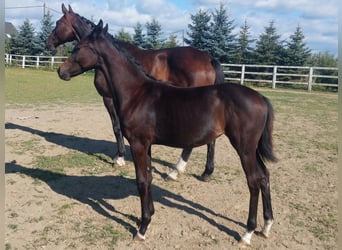 Hanoverian, Mare, Foal (04/2025), 16,2 hh, Bay-Dark