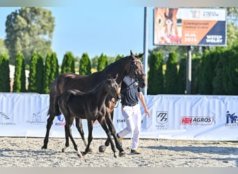 Hanoverian, Mare, Foal (04/2025), 16,2 hh, Bay-Dark