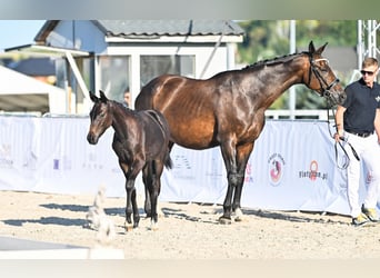 Hanoverian, Mare, Foal (04/2025), 16,2 hh, Bay-Dark