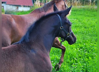 Hanoverian, Mare, Foal (04/2025), 16,2 hh, Black