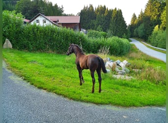 Hanoverian, Mare, Foal (04/2025), 16,2 hh, Black