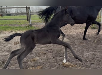 Hanoverian, Mare, , 16,2 hh, Black