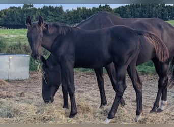 Hanoverian, Mare, Foal (04/2025), 16,2 hh, Black