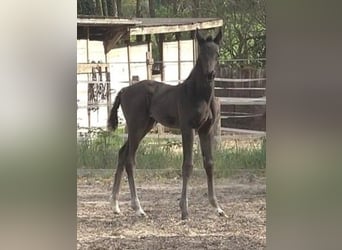 Hanoverian, Mare, Foal (04/2025), 16,2 hh, Black