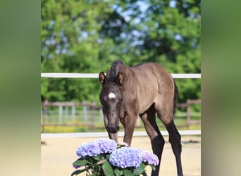 Hanoverian, Mare, , 16,2 hh, Black
