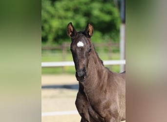 Hanoverian, Mare, , 16,2 hh, Black
