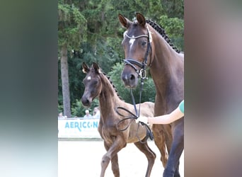 Hanoverian, Mare, , 16,2 hh, Black