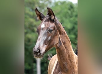 Hanoverian, Mare, , 16,2 hh, Black