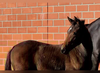 Hanoverian, Mare, Foal (06/2025), 16,2 hh, Brown