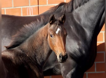 Hanoverian, Mare, Foal (06/2025), 16,2 hh, Brown
