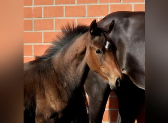 Hanoverian, Mare, Foal (06/2025), 16,2 hh, Brown
