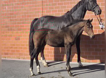 Hanoverian, Mare, Foal (06/2025), 16,2 hh, Brown