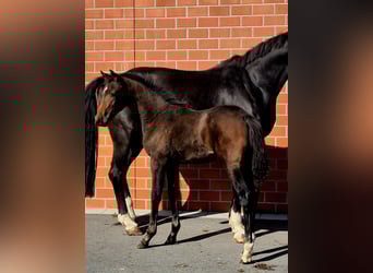 Hanoverian, Mare, Foal (06/2025), 16,2 hh, Brown