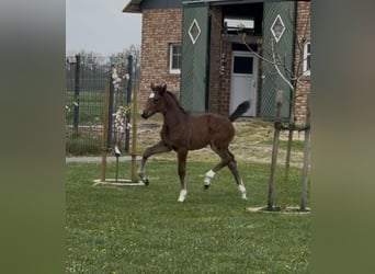Hanoverian, Mare, , 16,2 hh, Brown