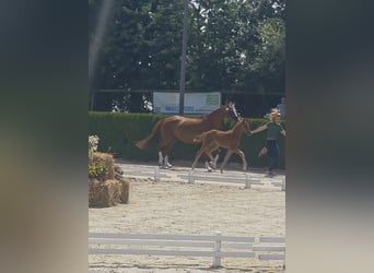 Hanoverian, Mare, , 16,2 hh, Chestnut